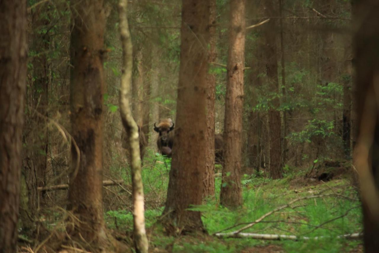 Nasze Podlasie, Domek W Dubiczach Cerkiewnych Dubicze Cerkiewne Eksteriør bilde